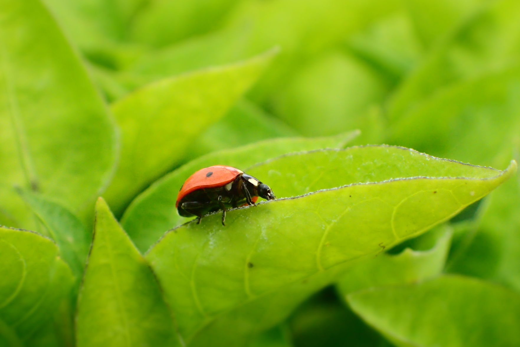 Mel Graham - Lady Beetle on Lettuce.jpg